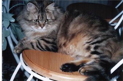 la c mimi c mon chat je l'aime trop